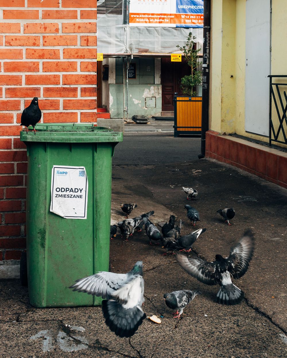 Pigeons gathering near a green dumpster against brick wall in urban setting.