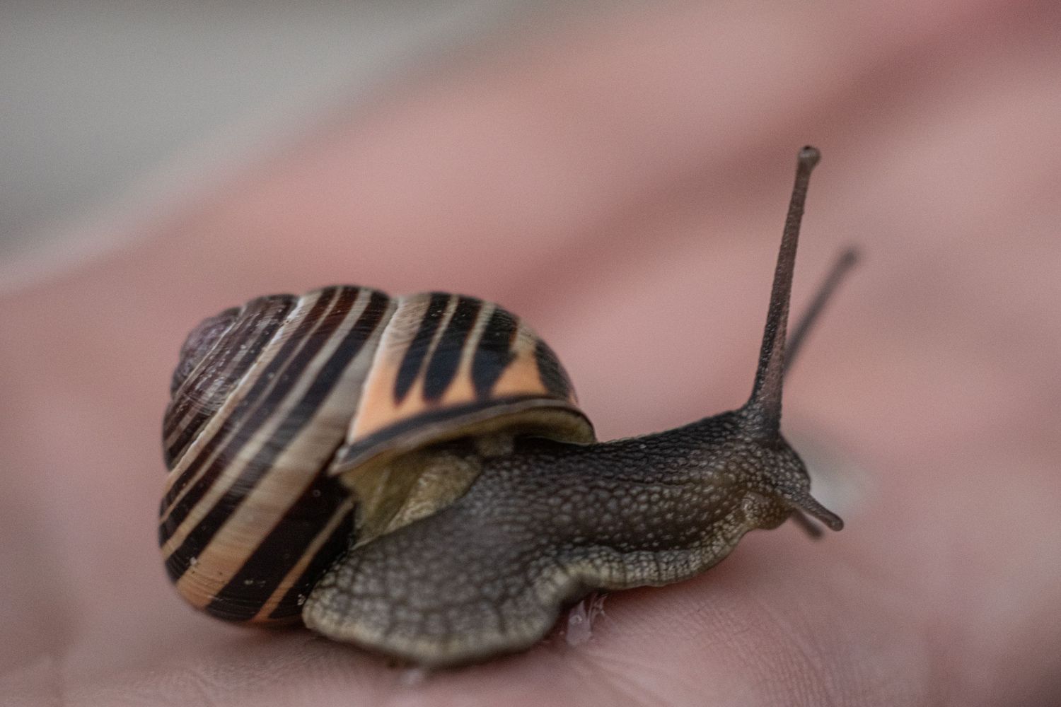 Macro shot of a garden snail with striped shell crawling on pink surface.