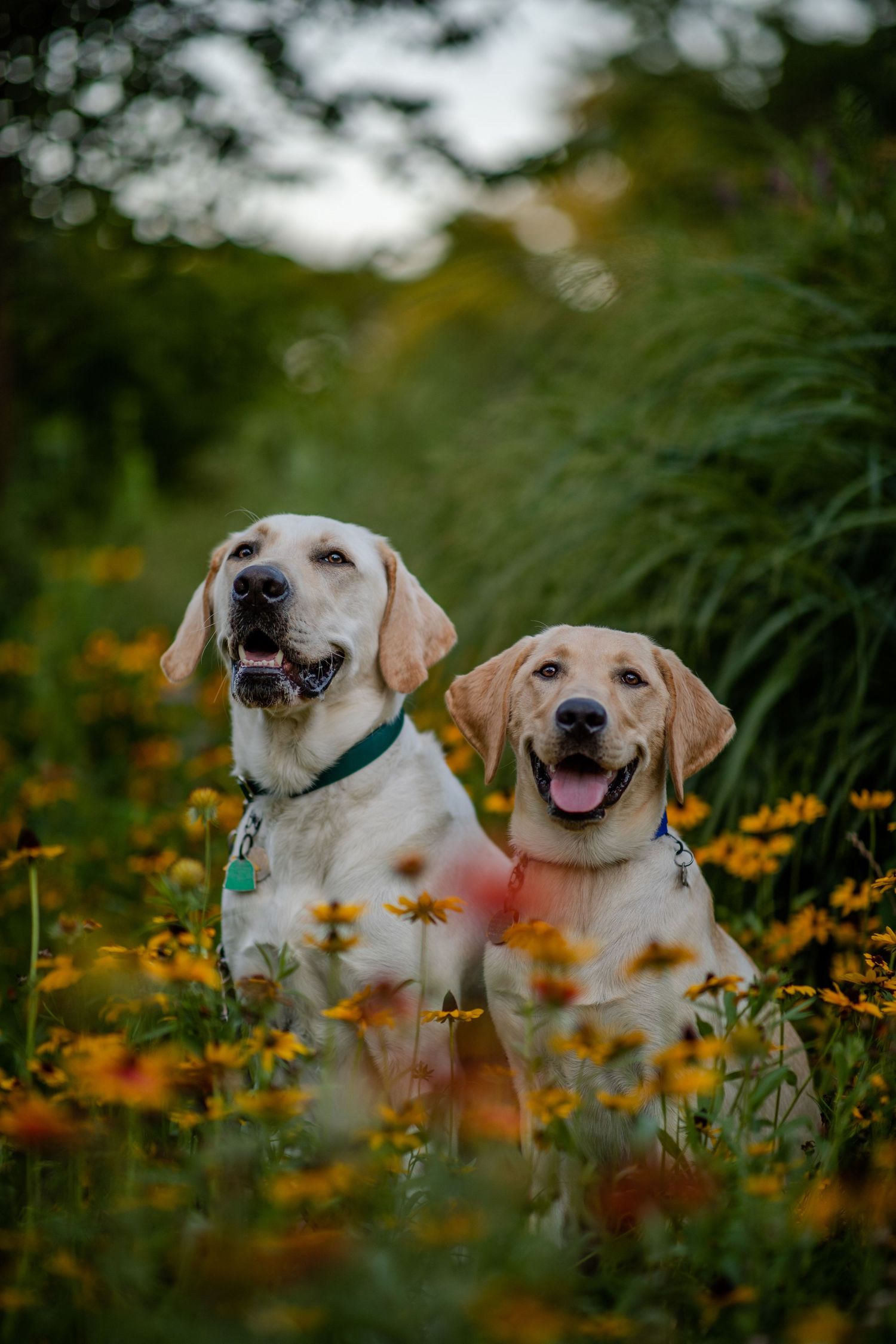 Two happy Labrador dogs sitting together in a field of orange wildflowers with tall grass in the background.