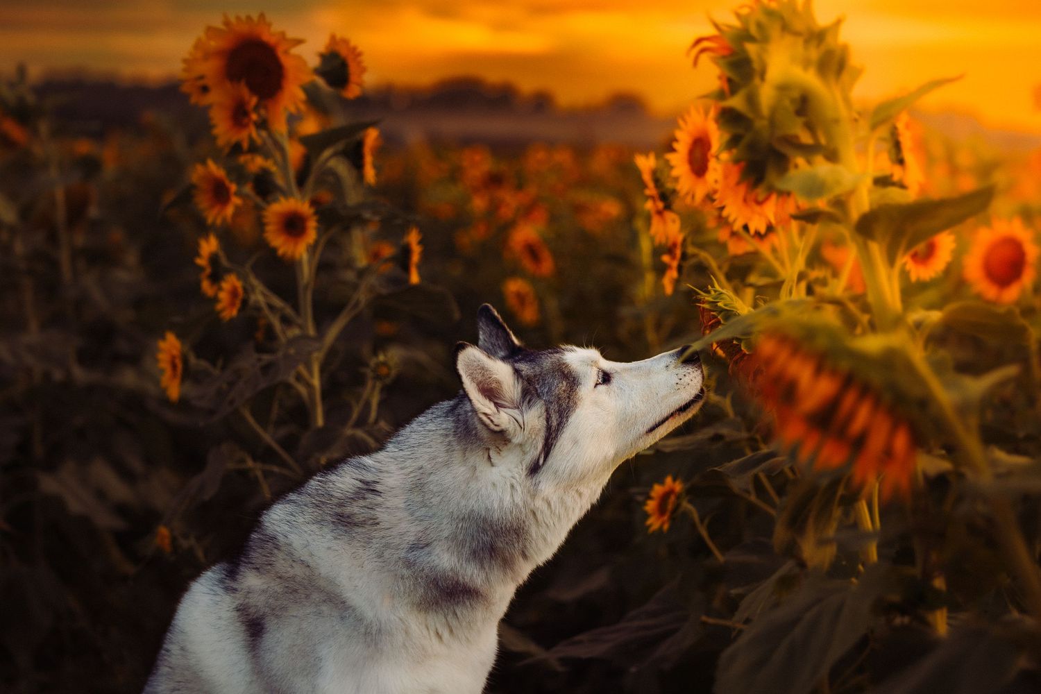 Alaskan Malamute/Siberian Husky sniffing sunflowers in a golden field at sunset with warm orange sky.