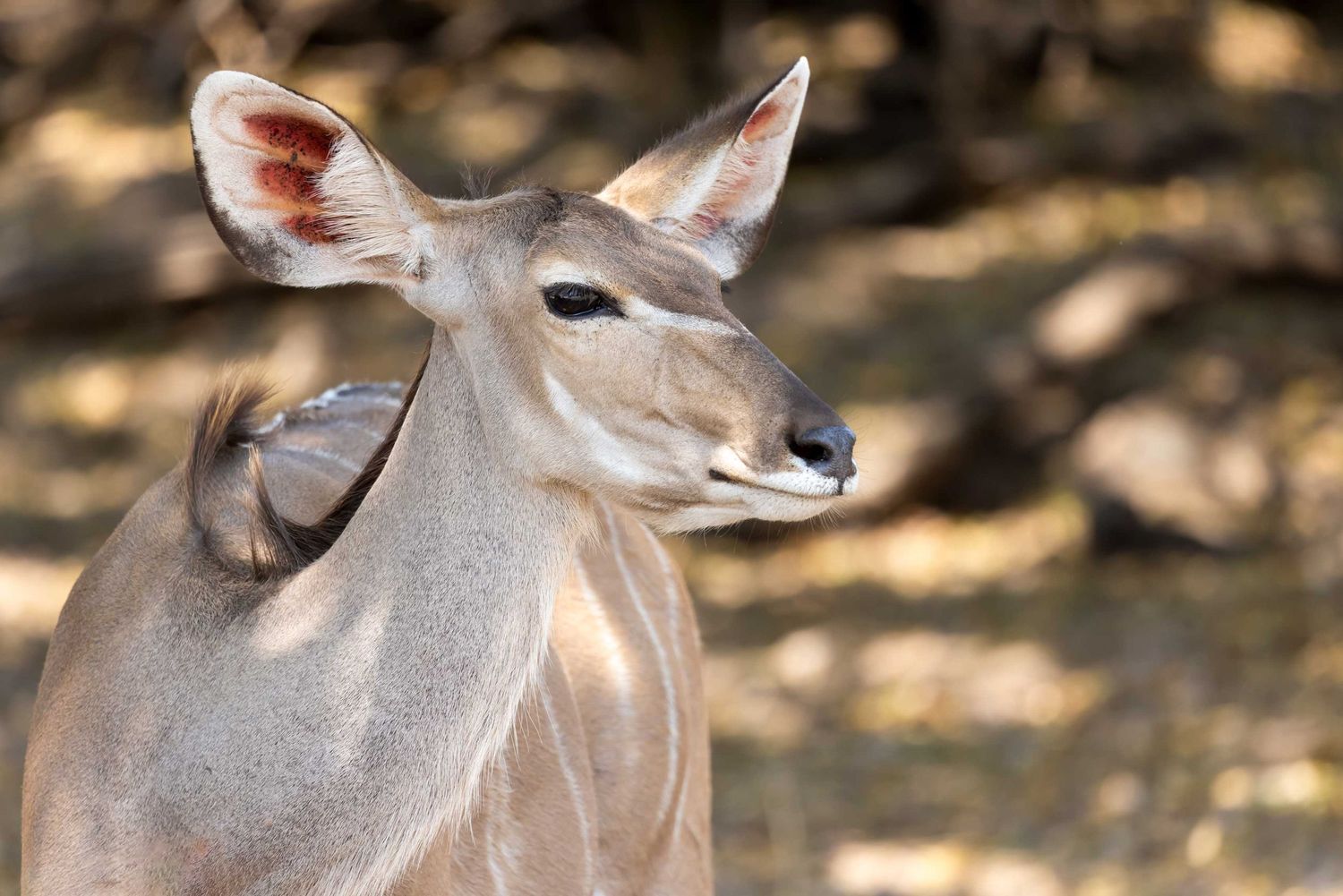 A female Kudu, captured by Nick Wigmore Photography during a photo safari with Photo Safari Company in Zimbabwe.