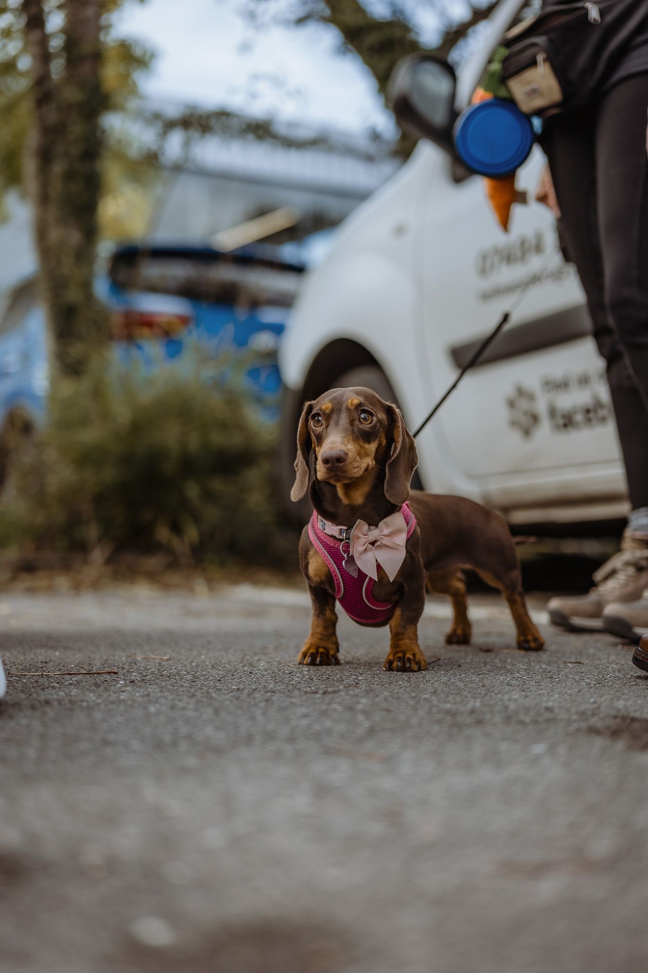 Two dachshund dogs wearing formal attire walking on pavement.