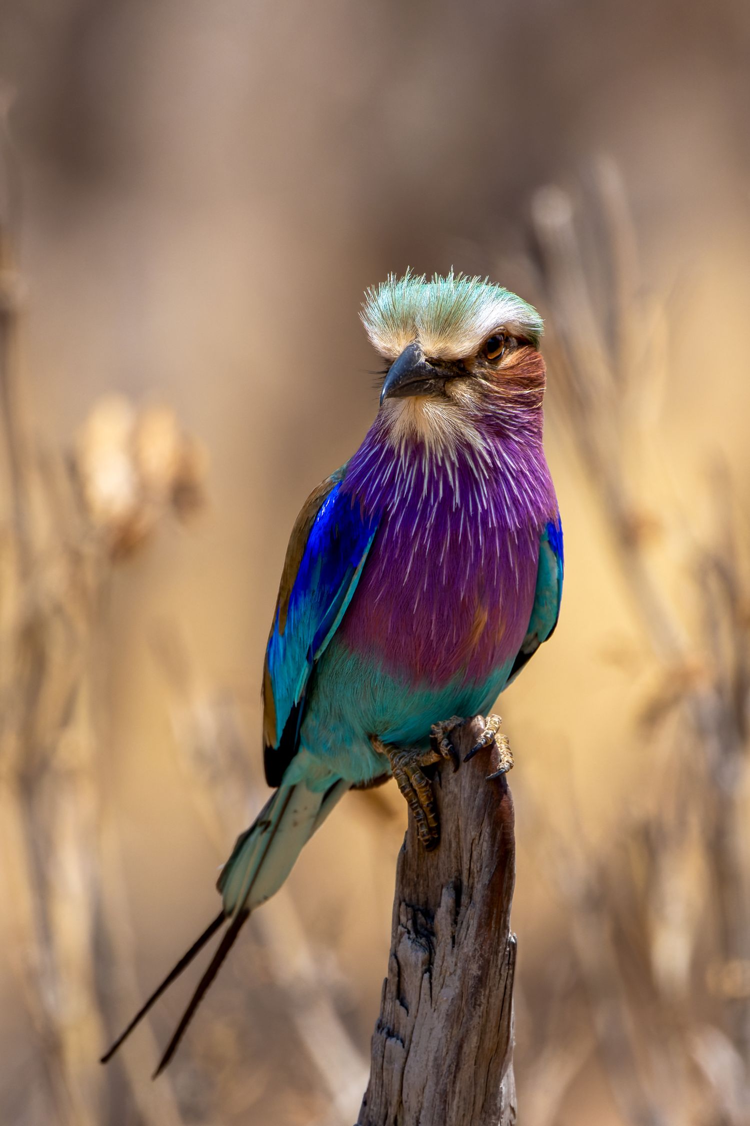 Lilac-breasted roller perched on branch on a safari in Africa with Photo Safari Company. by Nick Wigmore Photography.