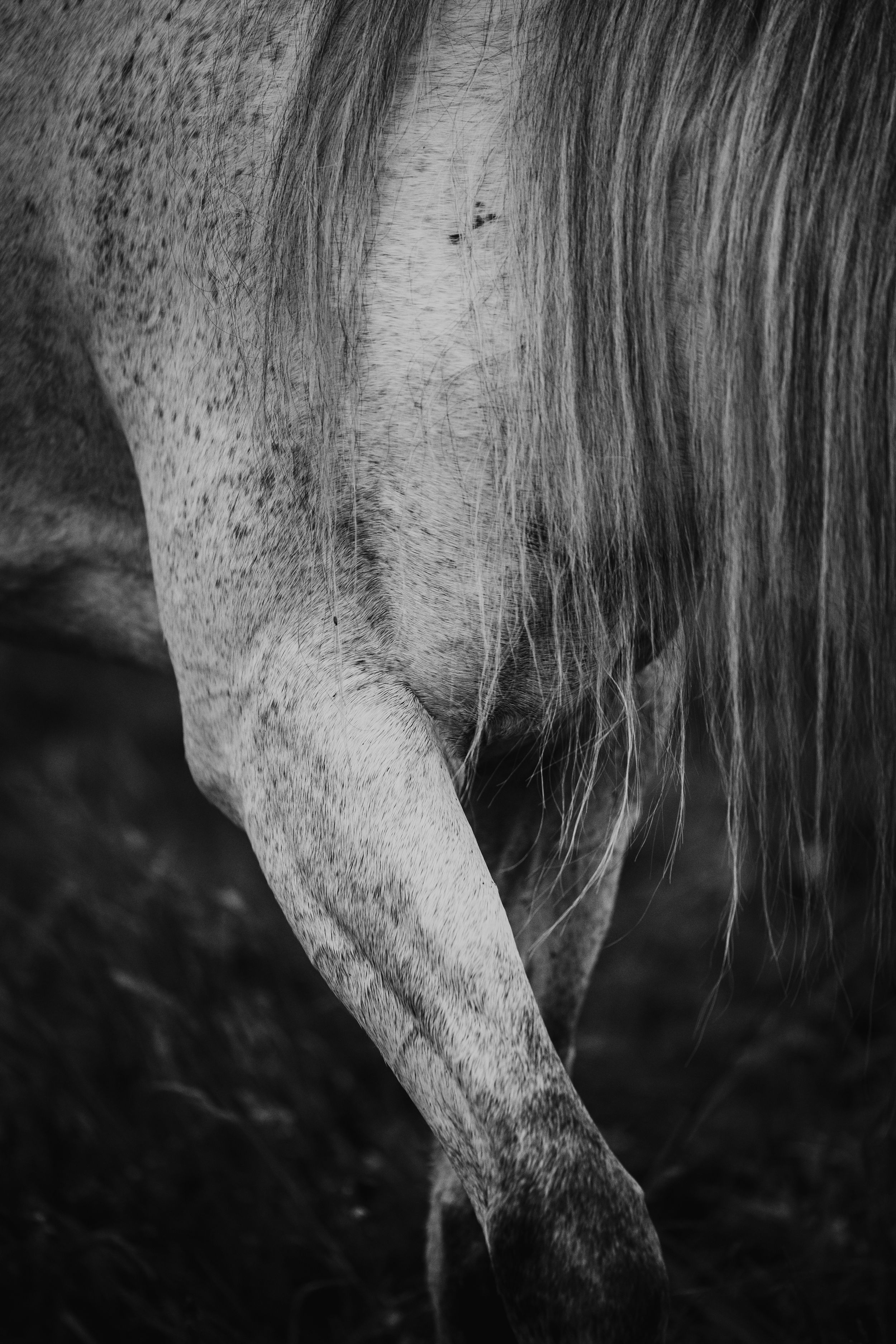 Black and white close-up of a horse's hindquarters and leg showing dappled coat texture.
