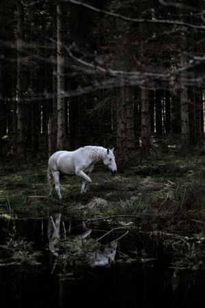 Eventyrlig hvid spanske hest på gåtur i skoven med spejlbillede i en skovsø