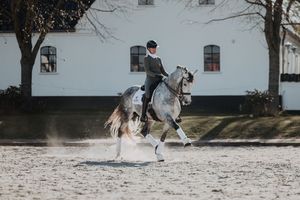 Rider in black attire performing dressage on a dapple grey horse in sandy arena near white building.
