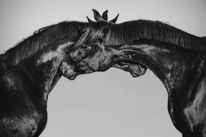 Two black horses face each other in an elegant black and white close-up portrait.