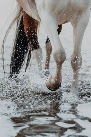 Close-up of white and brown horse legs splashing through shallow water, creating dynamic water droplets.
