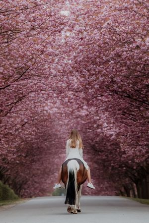 Woman riding a horse bareback down a road lined with blooming pink cherry blossom trees in spring.