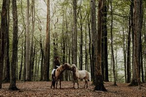 Two horses standing together in a misty forest with tall trees and autumn leaves on the ground.
