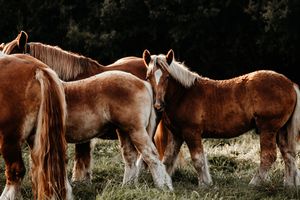 A group of chestnut horses with blonde manes standing together in a grassy field with dark trees in the background.