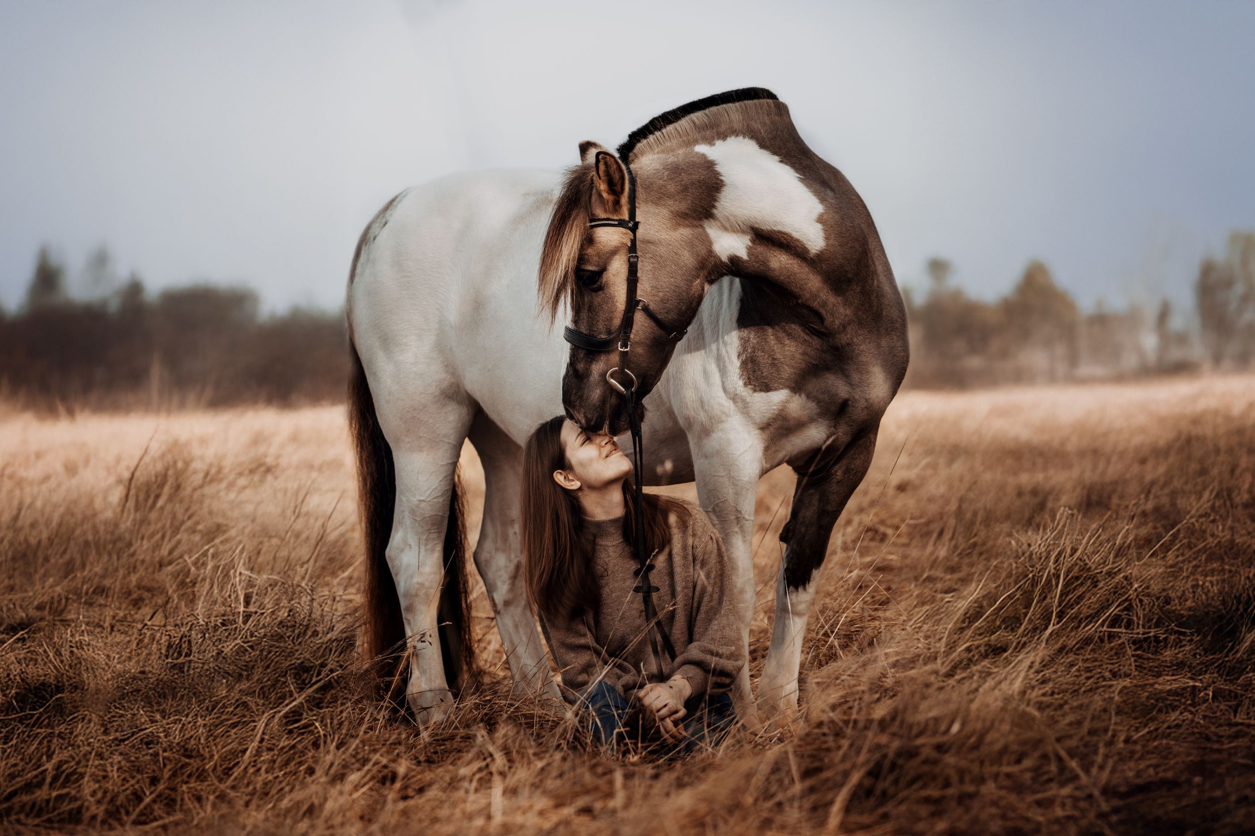 A person crouching beneath a brown and white paint horse in a golden field of dry grass on a misty day.