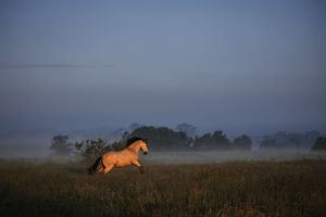Buckskin Lusitano i gallop på hede med dis og træer i baggrunden