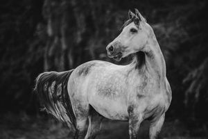 Majestic gray horse stands proudly in a striking black and white portrait against a dark background.