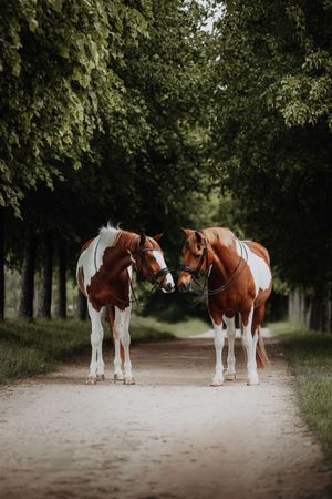 Two matching chestnut and white paint horses face each other on a tree-lined dirt path.