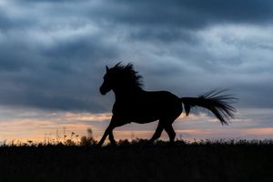 Silhouette of a galloping horse against a dramatic sunset sky with dark clouds in an open field.
