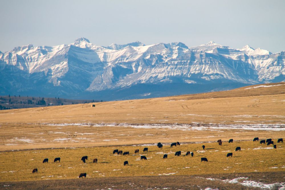 Cattle grazing on golden prairie with snow-capped Rocky Mountains in background.