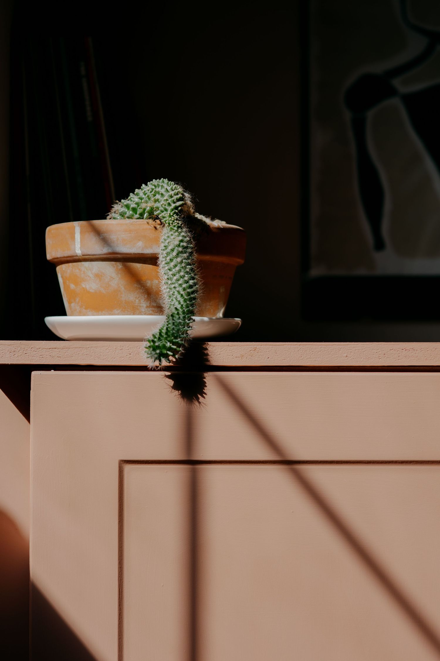 A small cactus in a terracotta pot sits on a pink cabinet, casting shadows in warm sunlight.