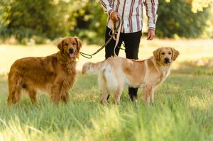 Golden retrievers and their owners walking together in a sunlit grassy field.