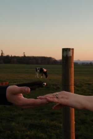 Hands reaching out to a small bird perched on a wooden fence post at sunset.