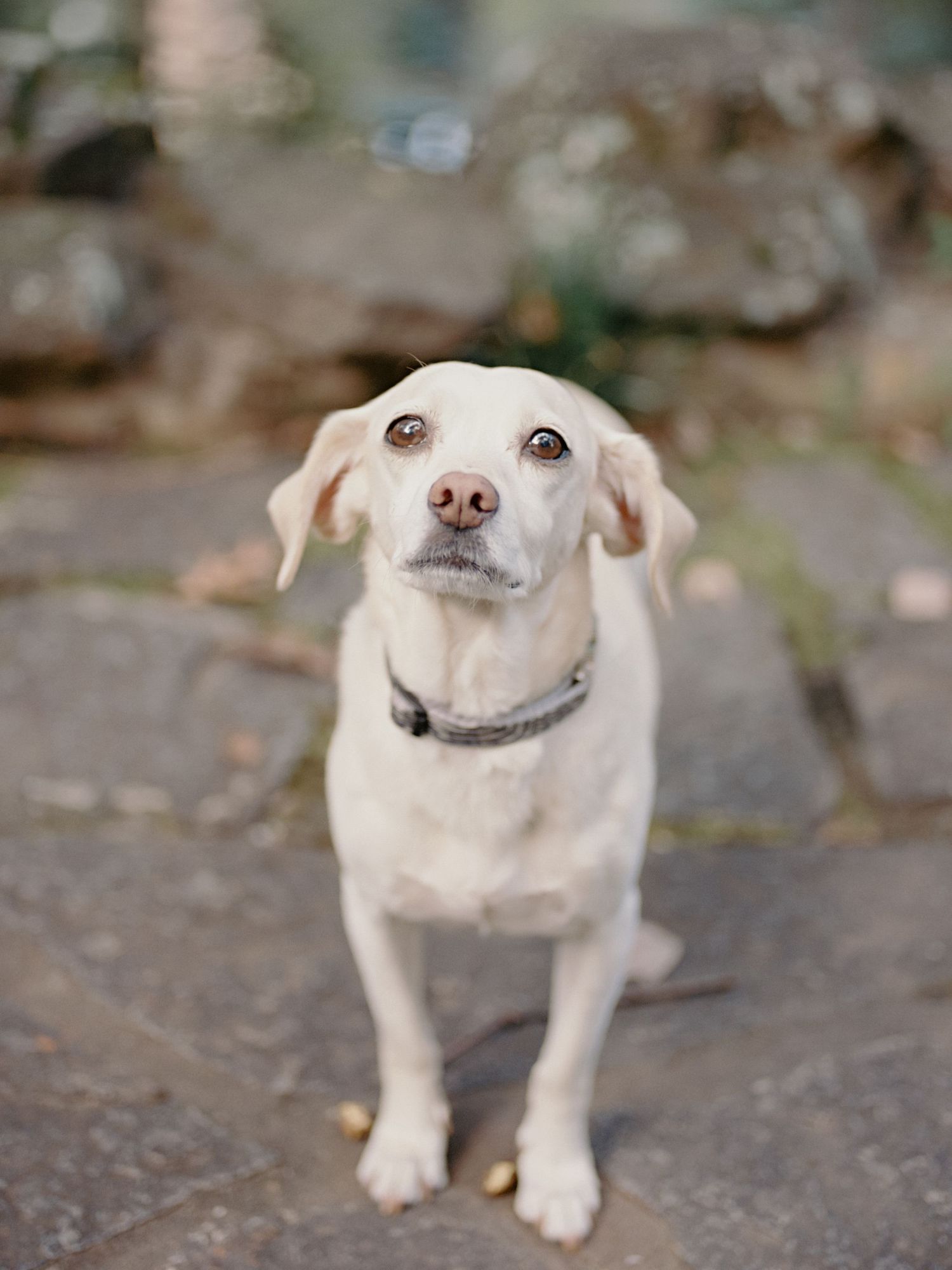 Family pet portrait