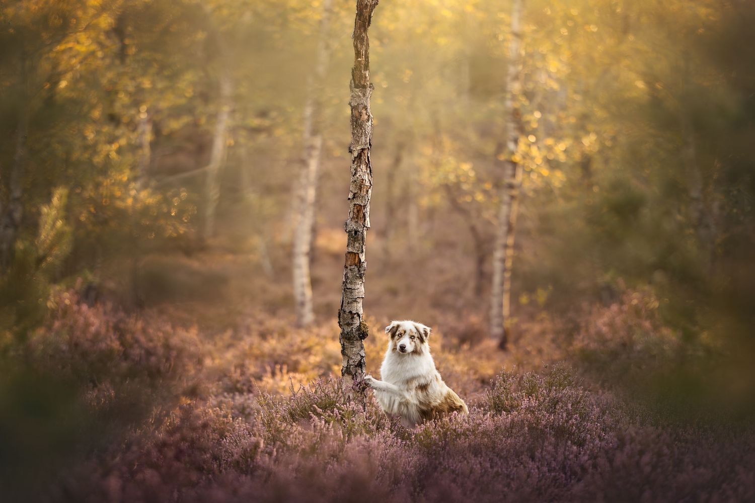 Yellow Labrador dog rests in purple heather beneath birch trees in an autumn forest.