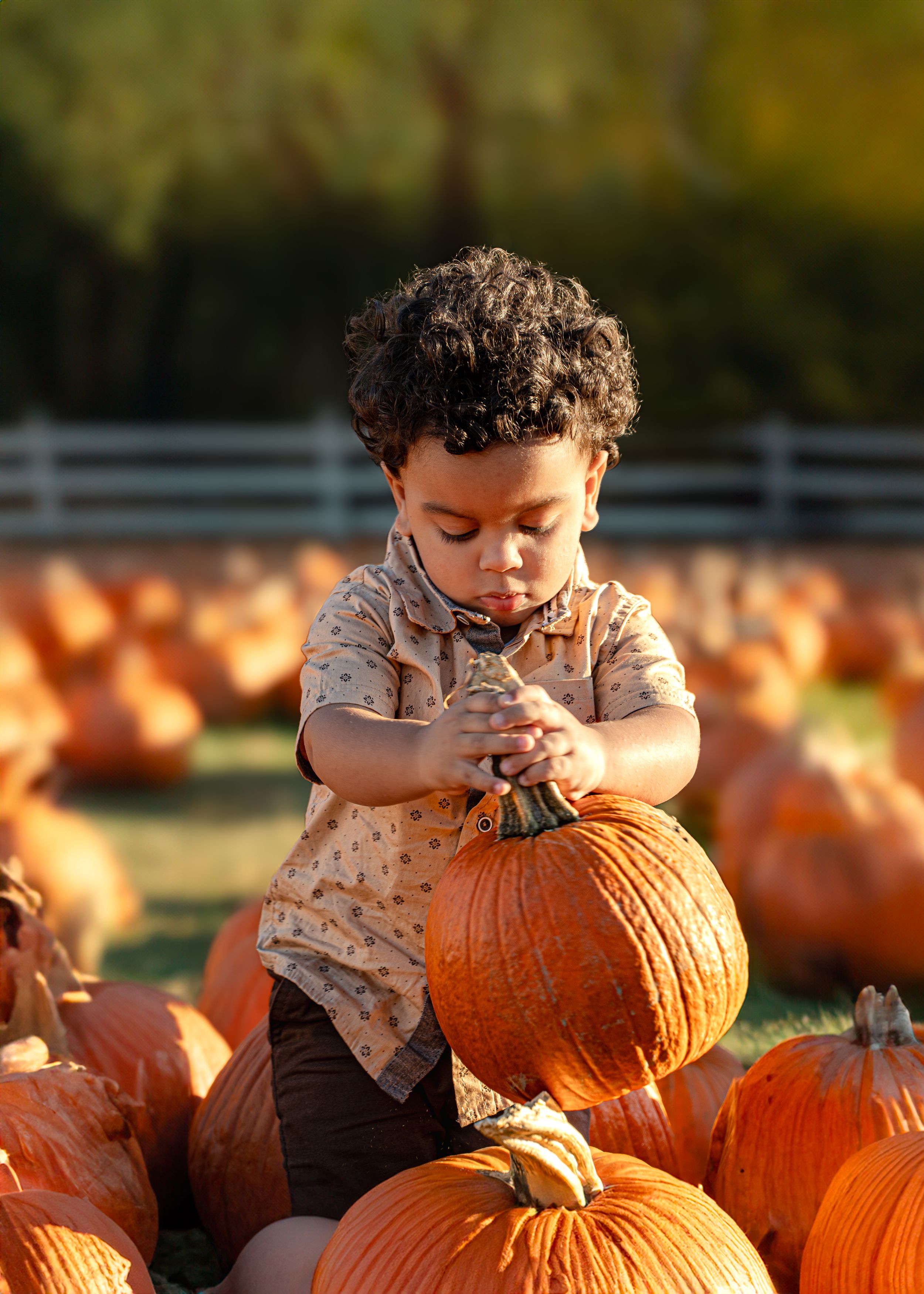 Young child carefully inspects an orange pumpkin while visiting a sunny autumn pumpkin patch filled with gourds.