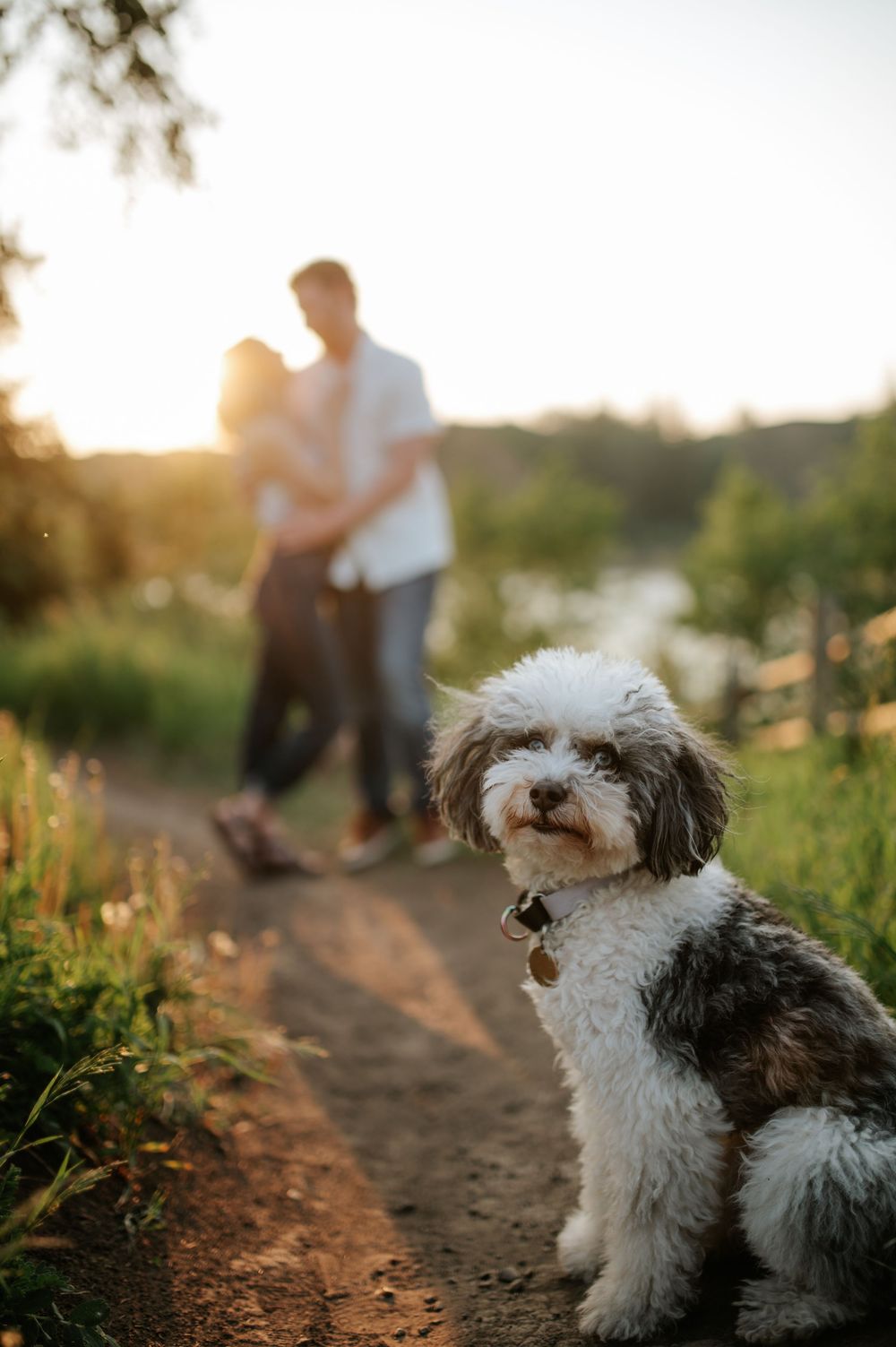 Small black and white dog walking along a dirt path at sunset while being accompanied by their owner.