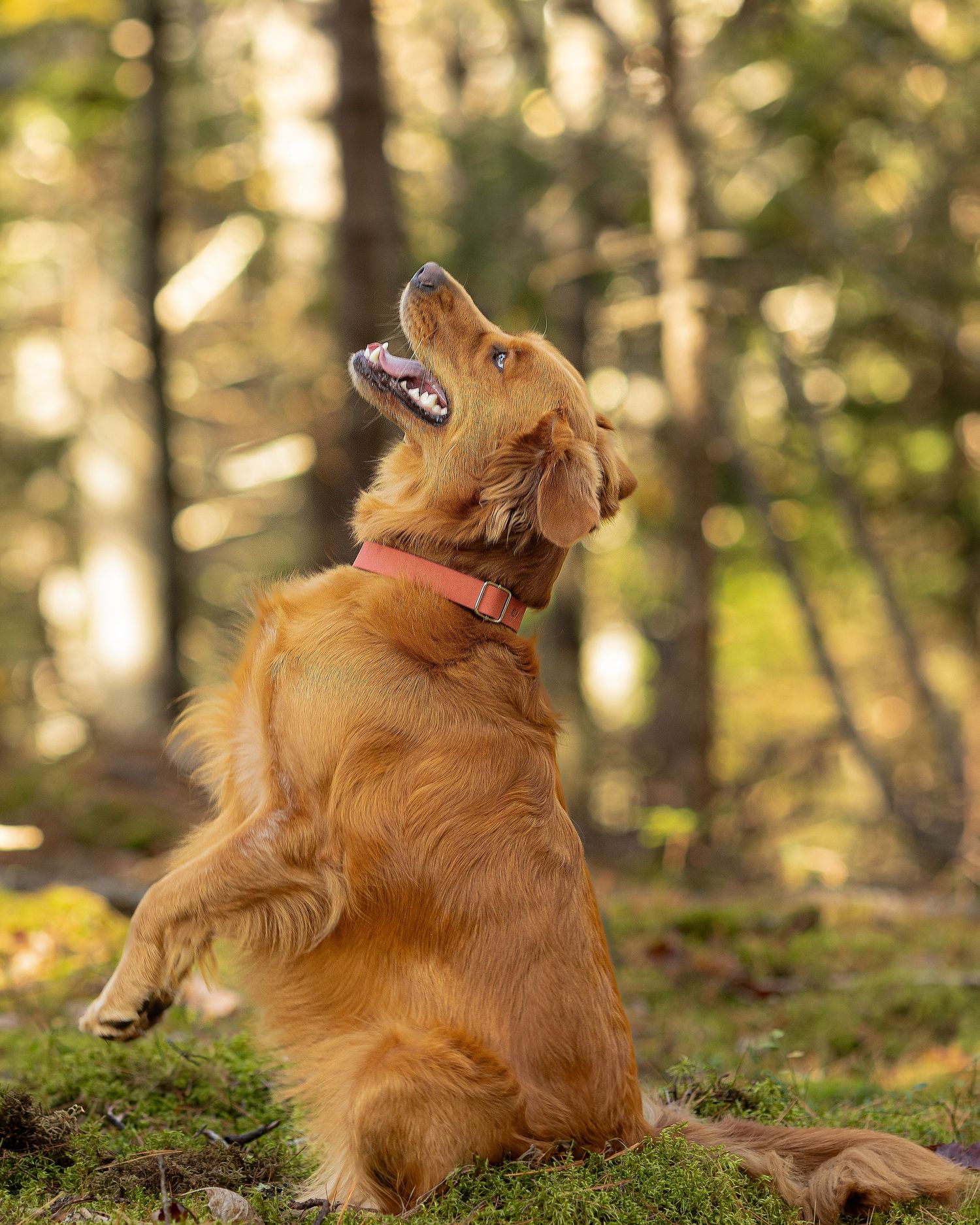 Professional photo of a dog playing