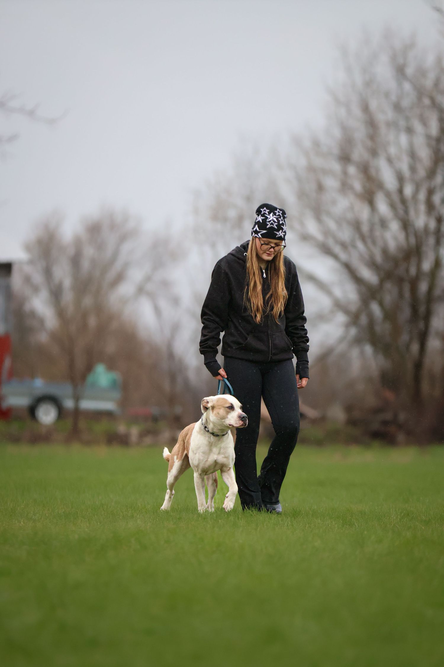 American Bulldog training