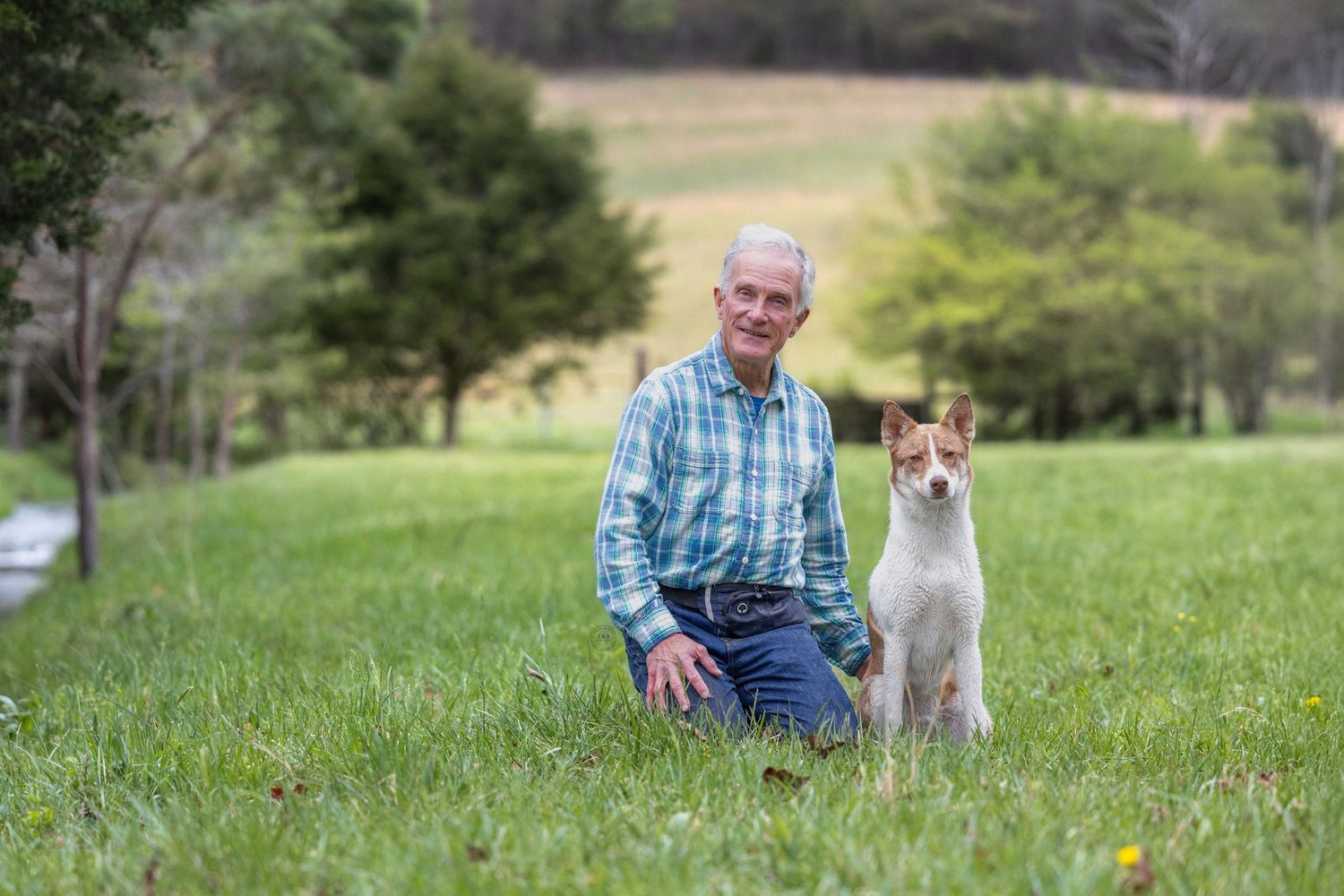 A person in a plaid shirt kneels in a grassy field next to an alert Fox Terrier dog on a sunny day.