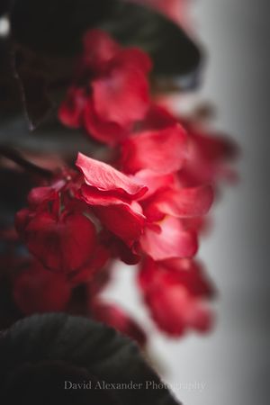 Creative photo of flowers