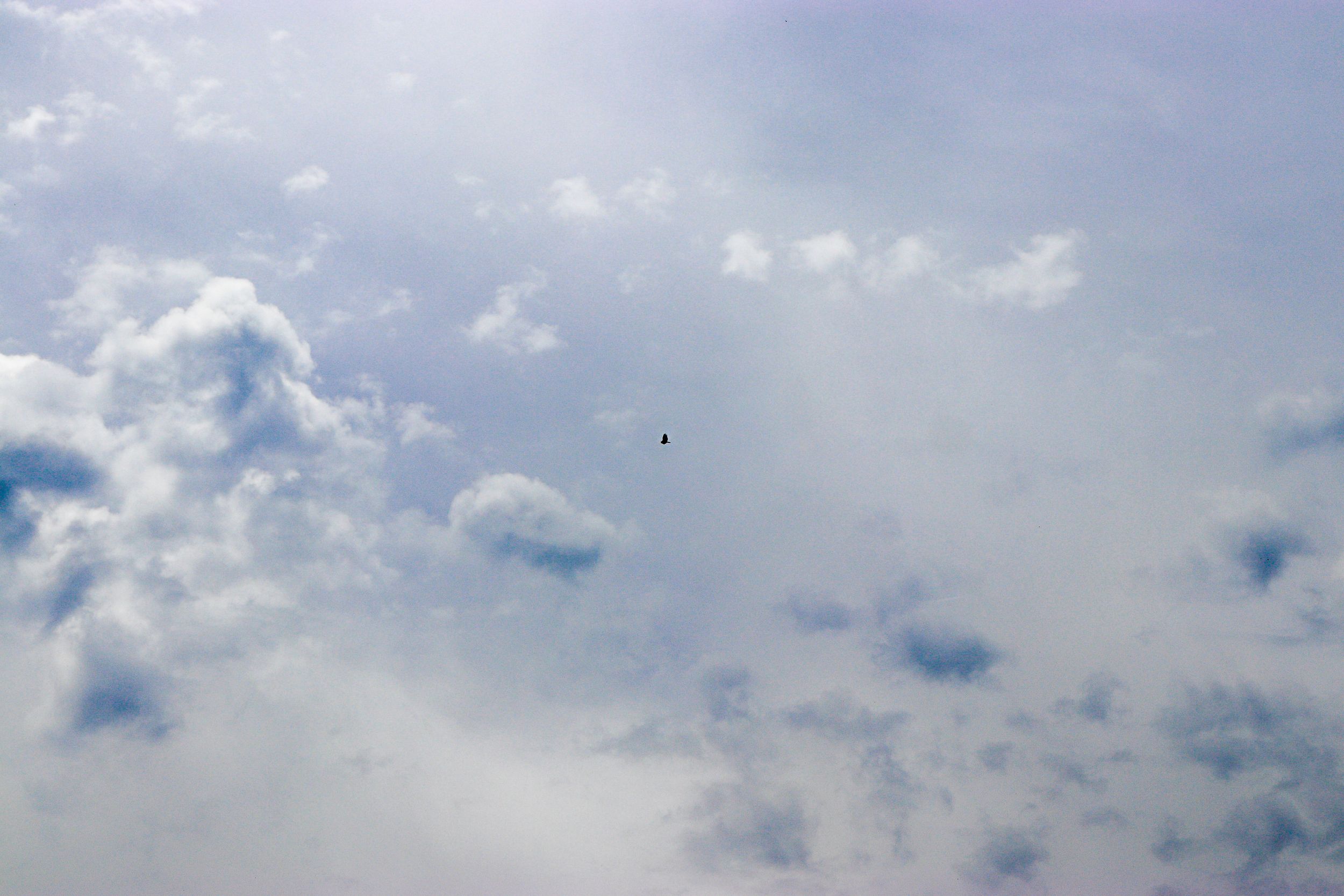 Creative photo with grain of a bid flying in the clouds