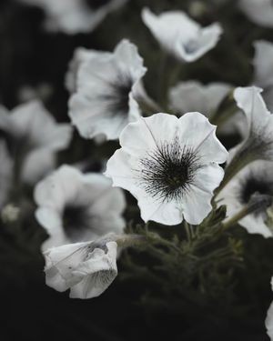 Creative photo of flowers