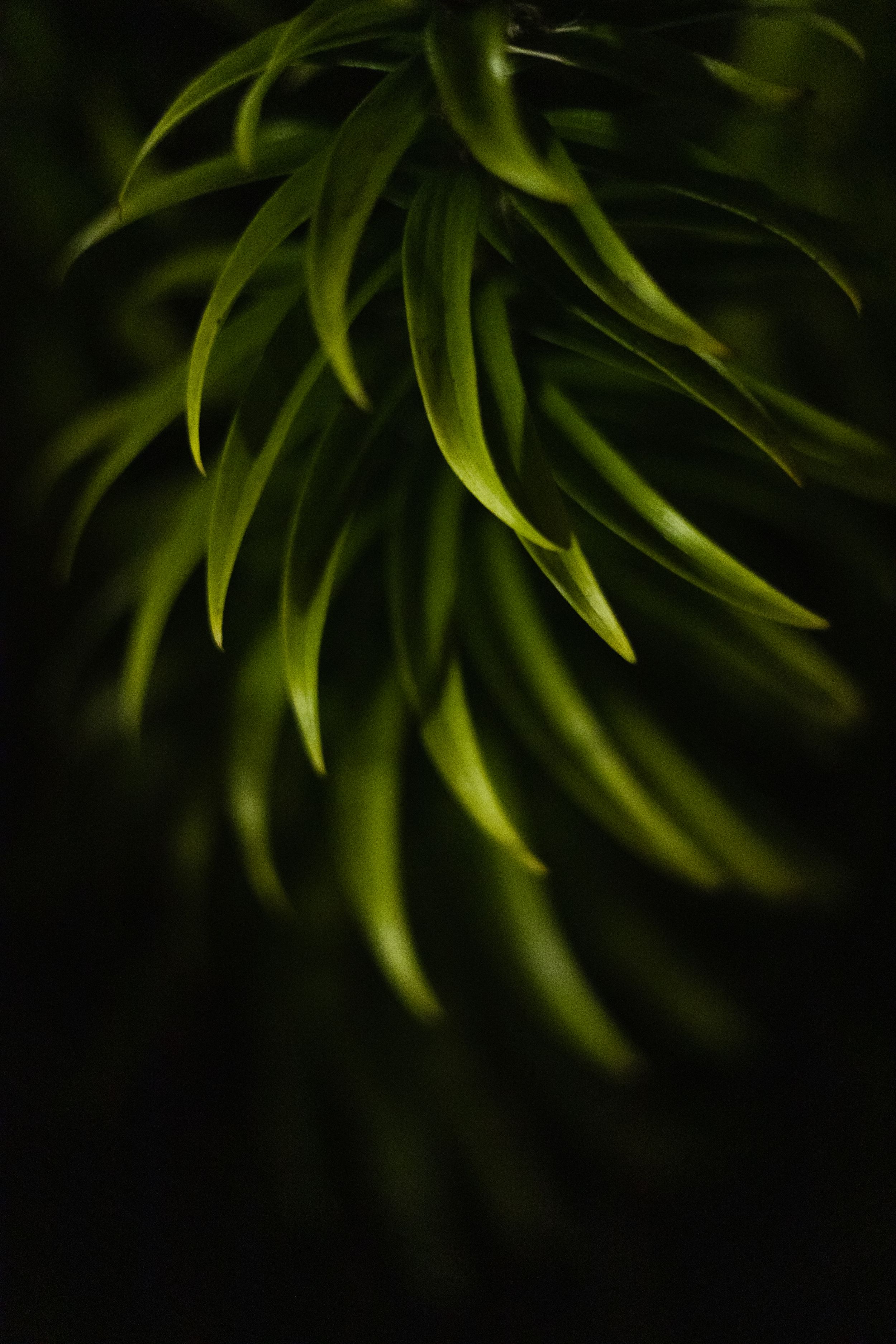 Quality background photo of a plant