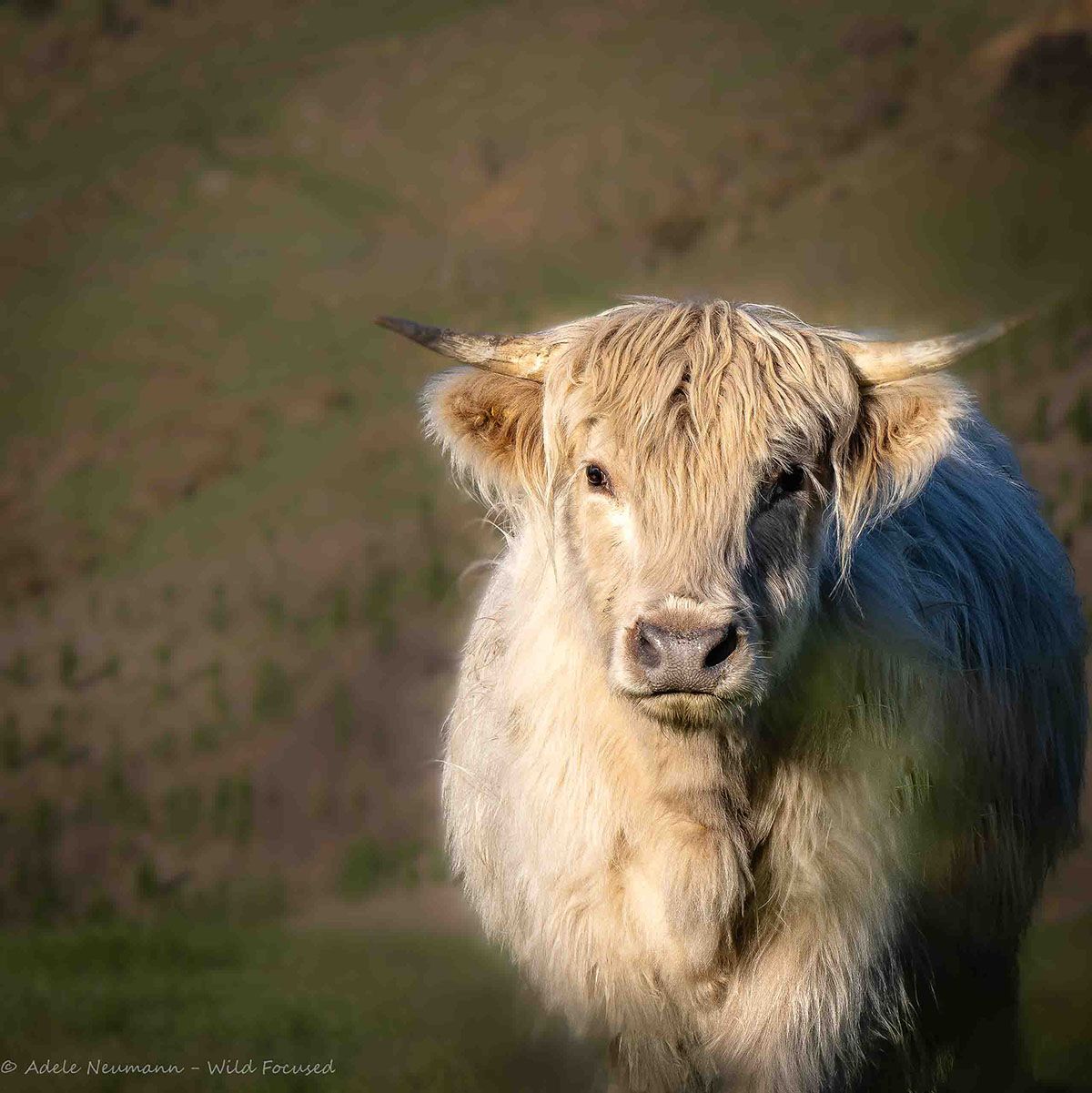 A fluffy White Highland cow with long shaggy fur and curved horns stands in a green hilly pasture.