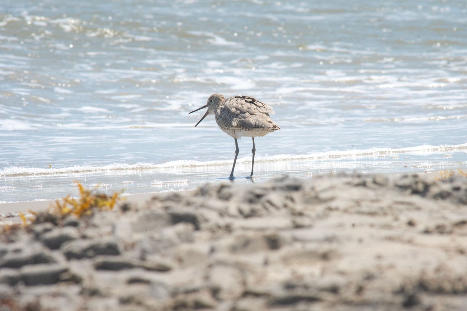 A sandpiper shorebird standing on a sandy beach with ocean waves in the background.