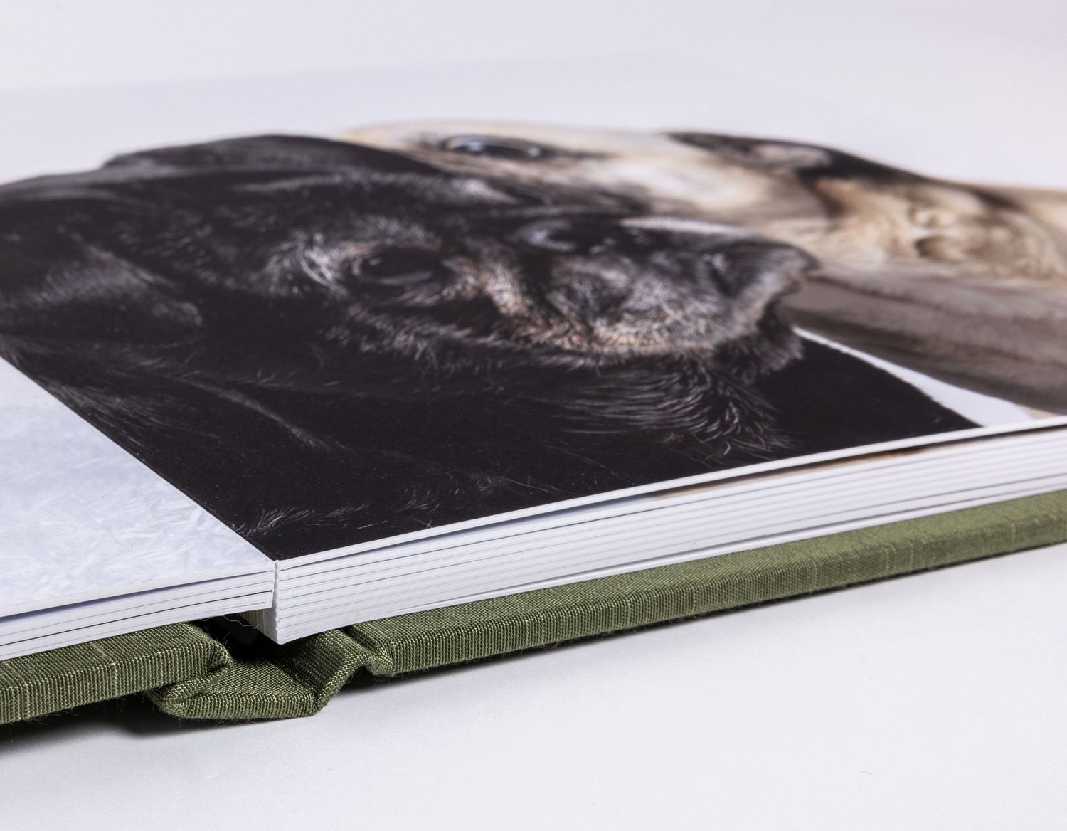 Close-up of a photo album featuring black and fawn pugs.