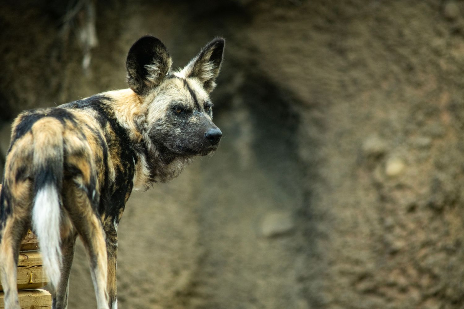 African wild dog stands alert in rocky terrain, showcasing its distinctive mottled black, yellow, and white coat.