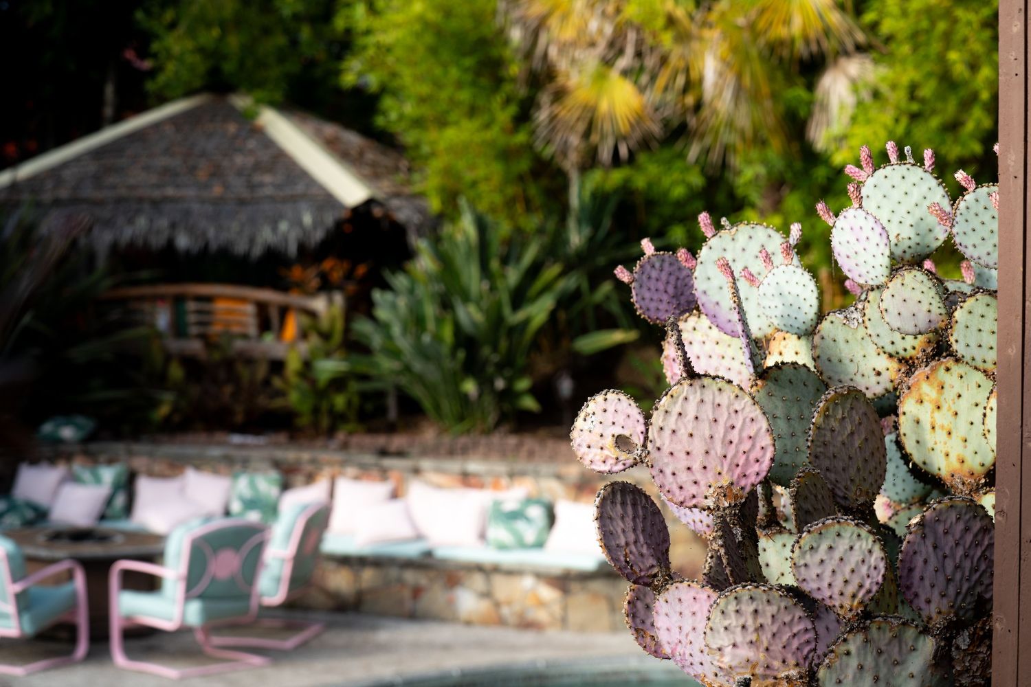Colorful prickly pear cactus in foreground with tropical patio seating area and thatched roof hut in background.