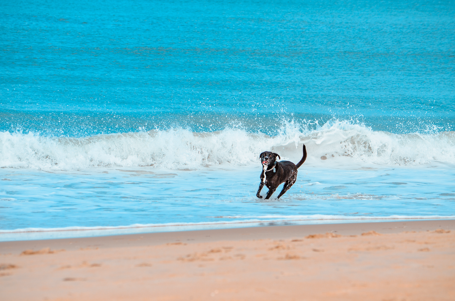 A black Labrador dog joyfully leaping through ocean waves on a sunny beach day.