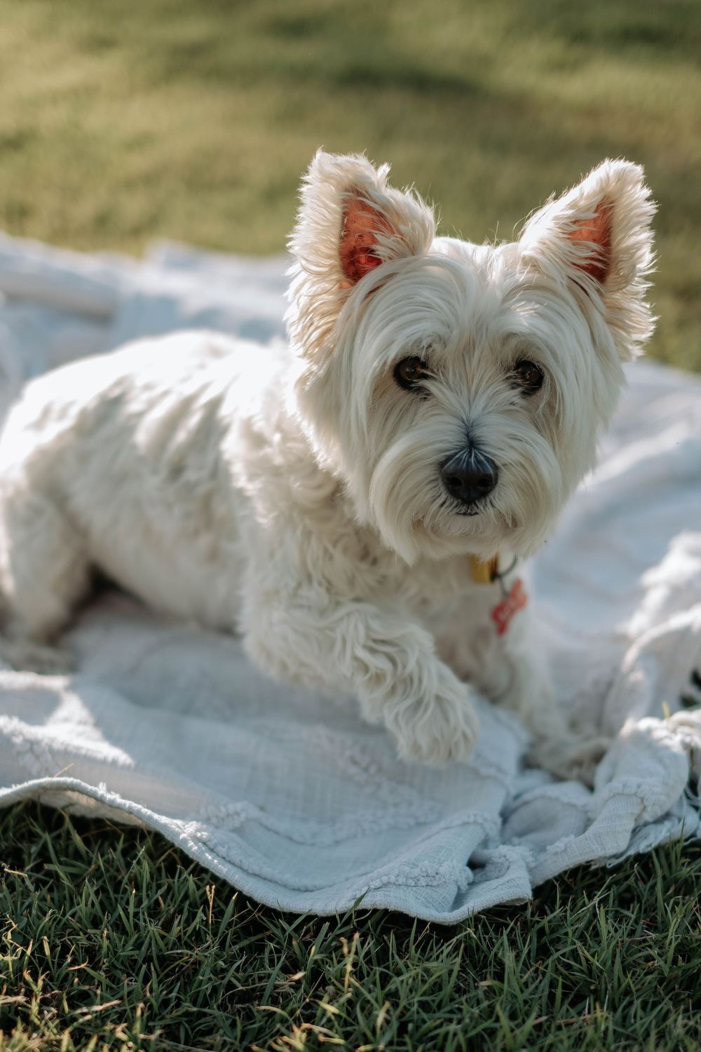 A fluffy white West Highland Terrier dog lying on a white blanket in green grass, wearing a pink collar.