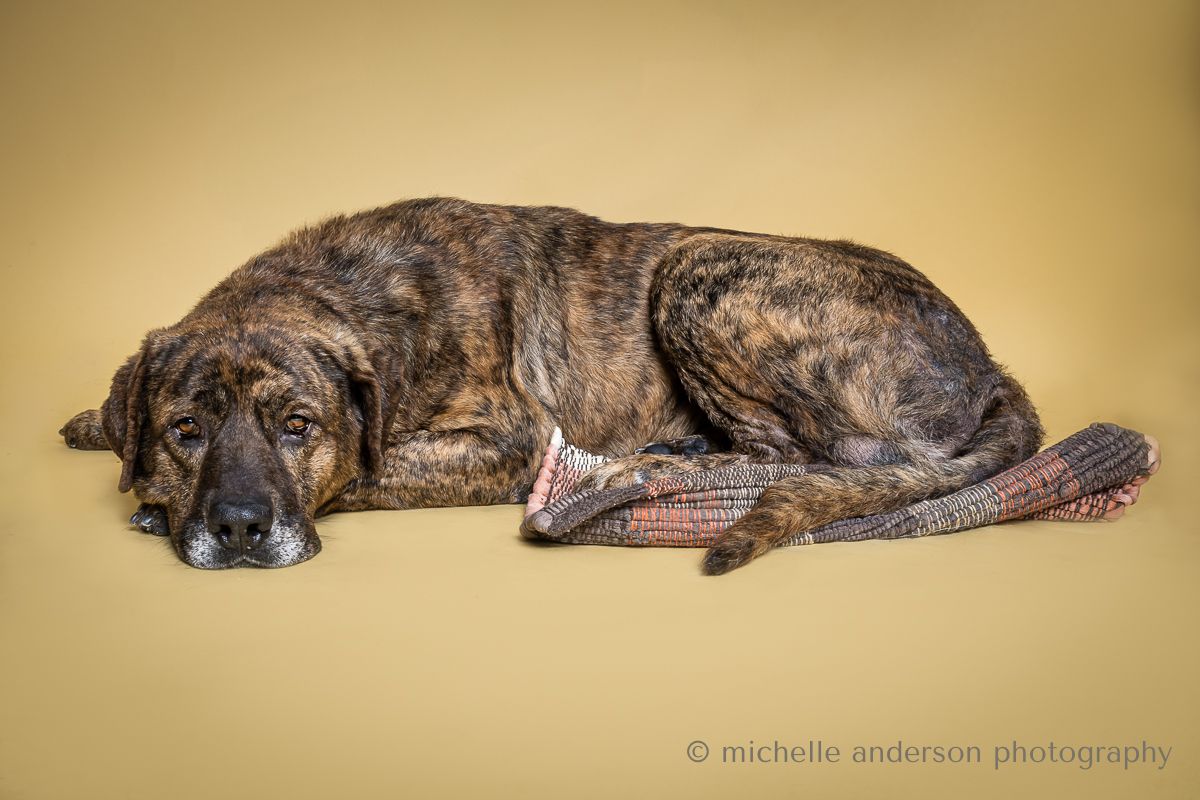 A tired brindle dog lies resting on a beige background in a studio photography setting.