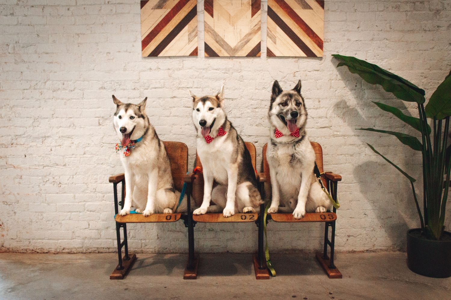 Three husky dogs sitting in line on wooden chairs against white brick wall.