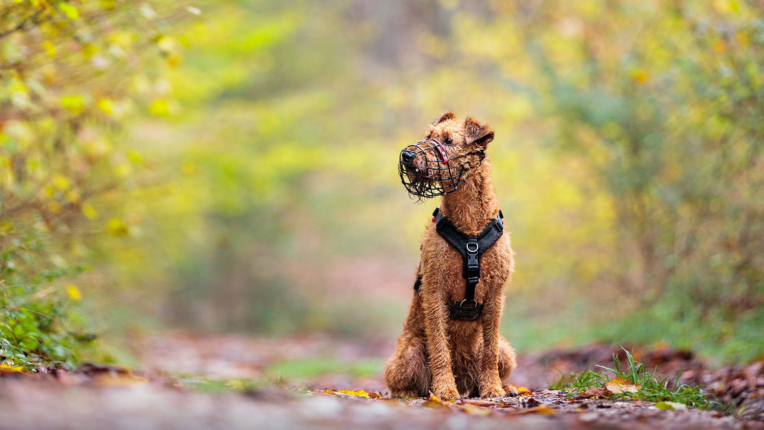 Muzzled Muzzle Project Registration - Dogs in Focus Phototography
