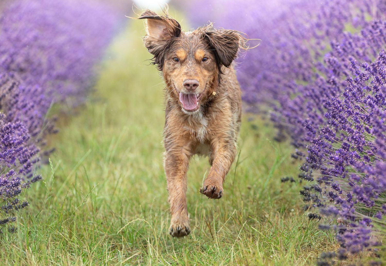 Dog photo shoot Oxford
Professional dog photographer Oxford.
Dog photographer near me
Reactive dog photographer
Dog photo shoot price