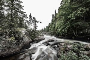 Rushing whitewater cascades over mossy rocks through a dense evergreen forest in the Pacific Northwest.