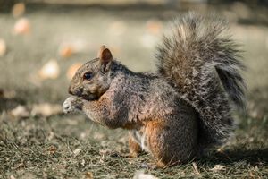 Gray squirrels foraging on ground in natural habitat.