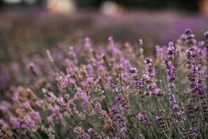 Purple wildflowers bloom in a field creating a soft, dreamy landscape.