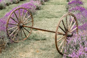 Rustic wagon wheels rest among blooming purple lavender flowers in a garden setting.